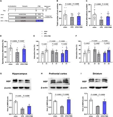 The Effects of Repetitive Transcranial Magnetic Stimulation on Cognitive Impairment and the Brain Lipidome in a Cuprizone-Induced Mouse Model of Demyelination